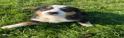 Bernese Mountain Dog dogs for sale: Phoebe - Ad 5