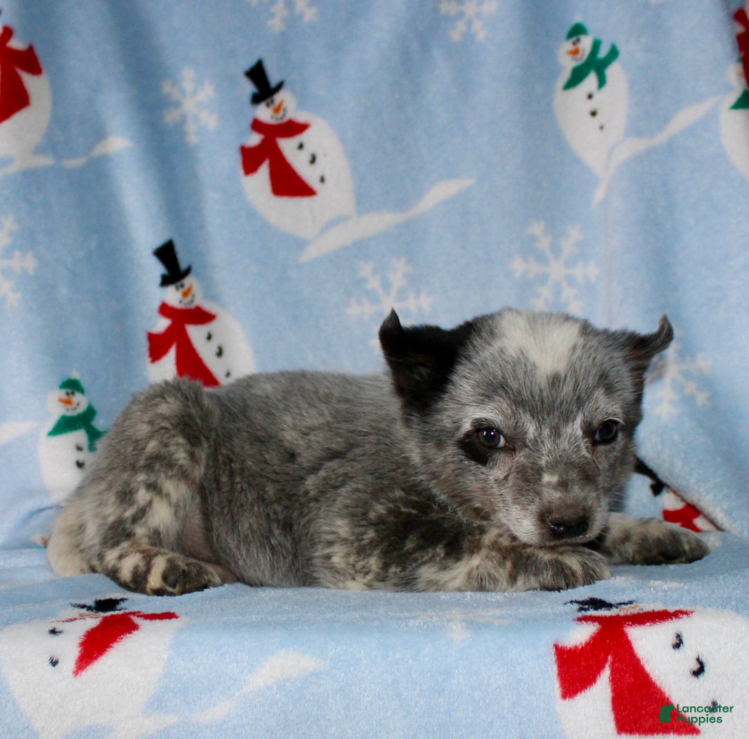 Australian Cattle Dog dogs for sale: Rocky - Ad 4