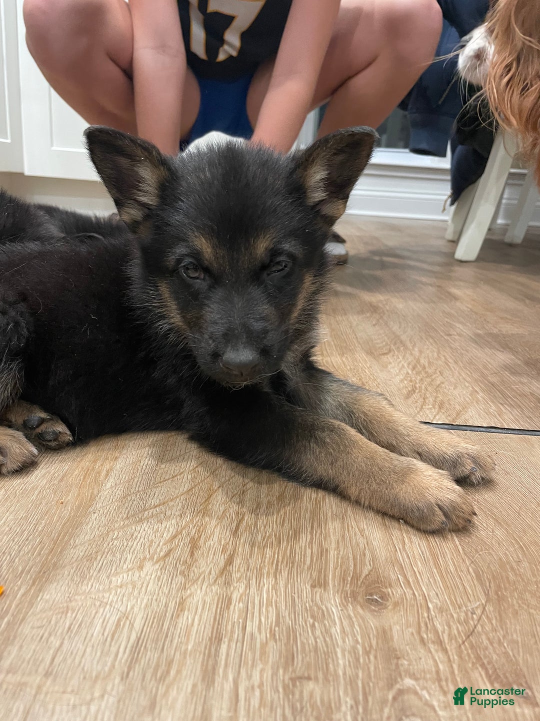German Shepherd dogs for sale: Dexter/ silver collar - Ad 5