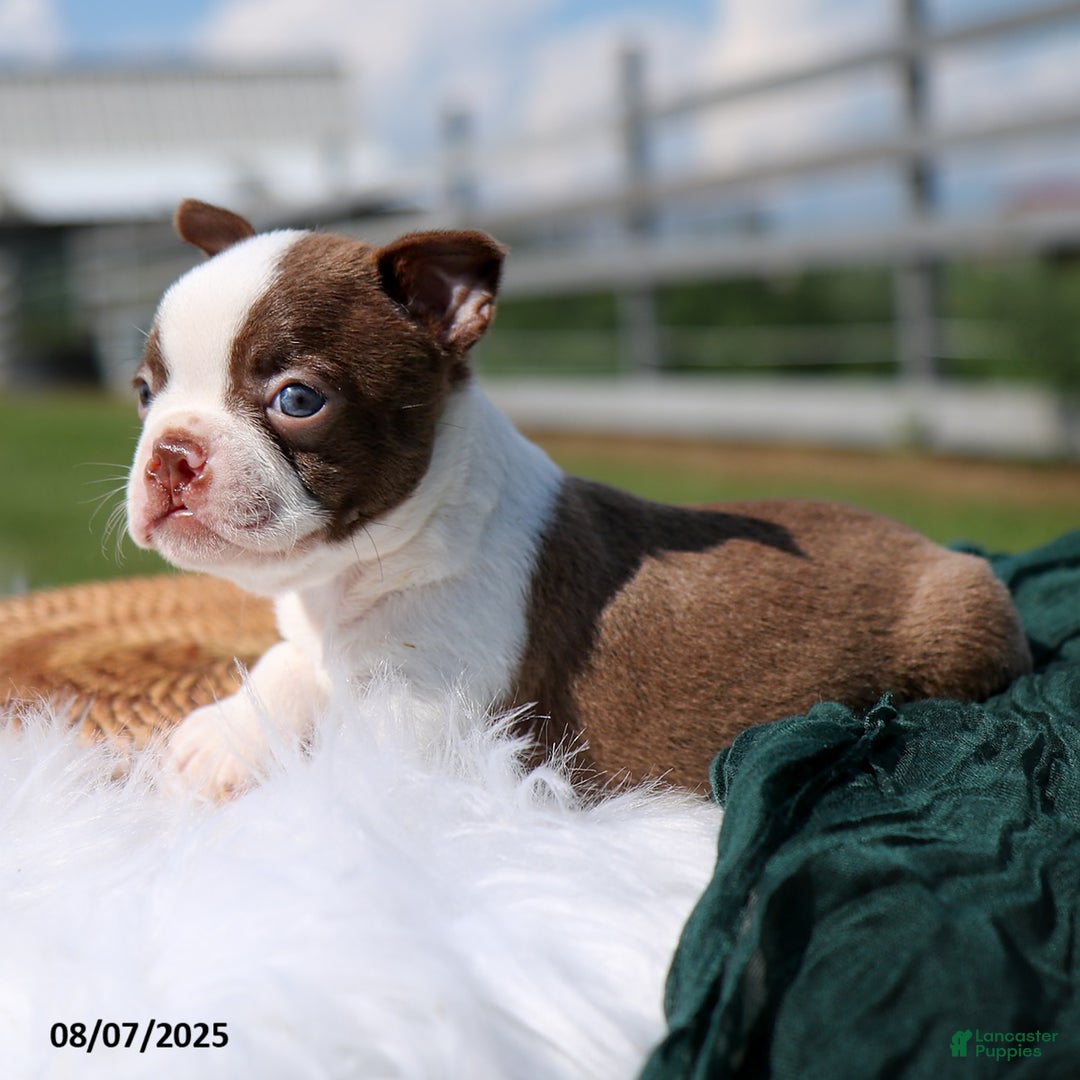 Boston Terrier Short Coat Small Dogs Boston Terrier Breed