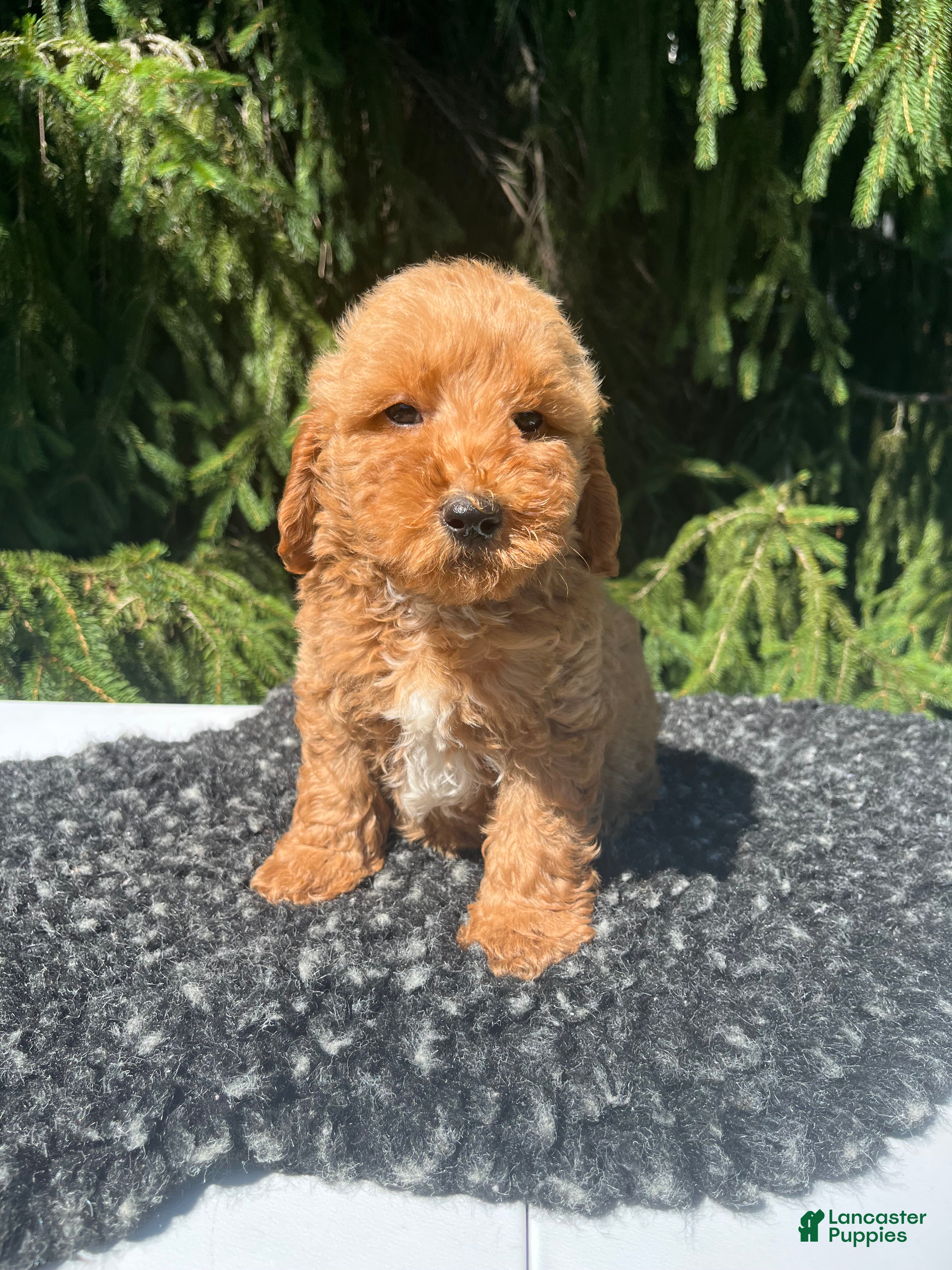 Mini Goldendoodle dogs Cooper - Ad 1
