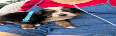 Bernese Mountain Dog 3. Light Blue 