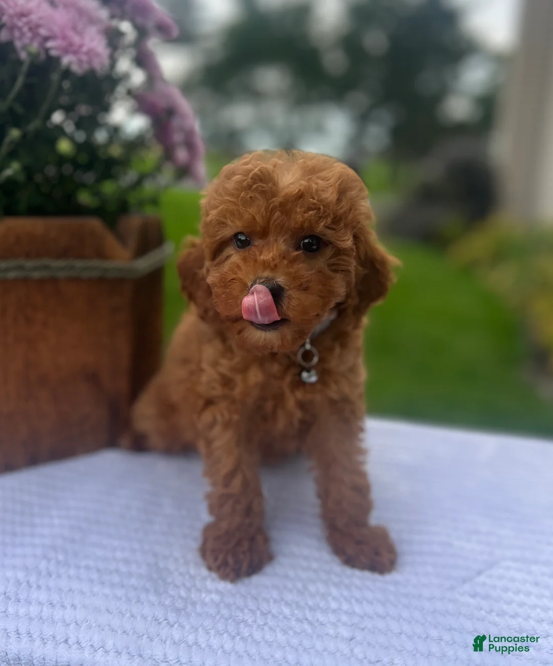 Mini Goldendoodle dogs for sale: Stella - Ad 2