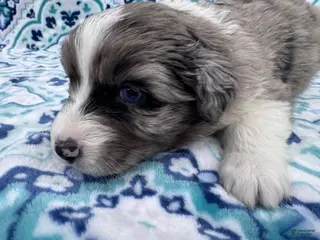 Australian Shepherd dogs Standard Australian Shepherd Puppy - Hunter Green Collar - Ad 32