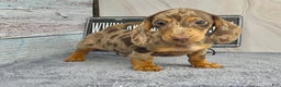 Miniature Dachshund dogs for sale: Rianna dappleShow boy - Ad 2