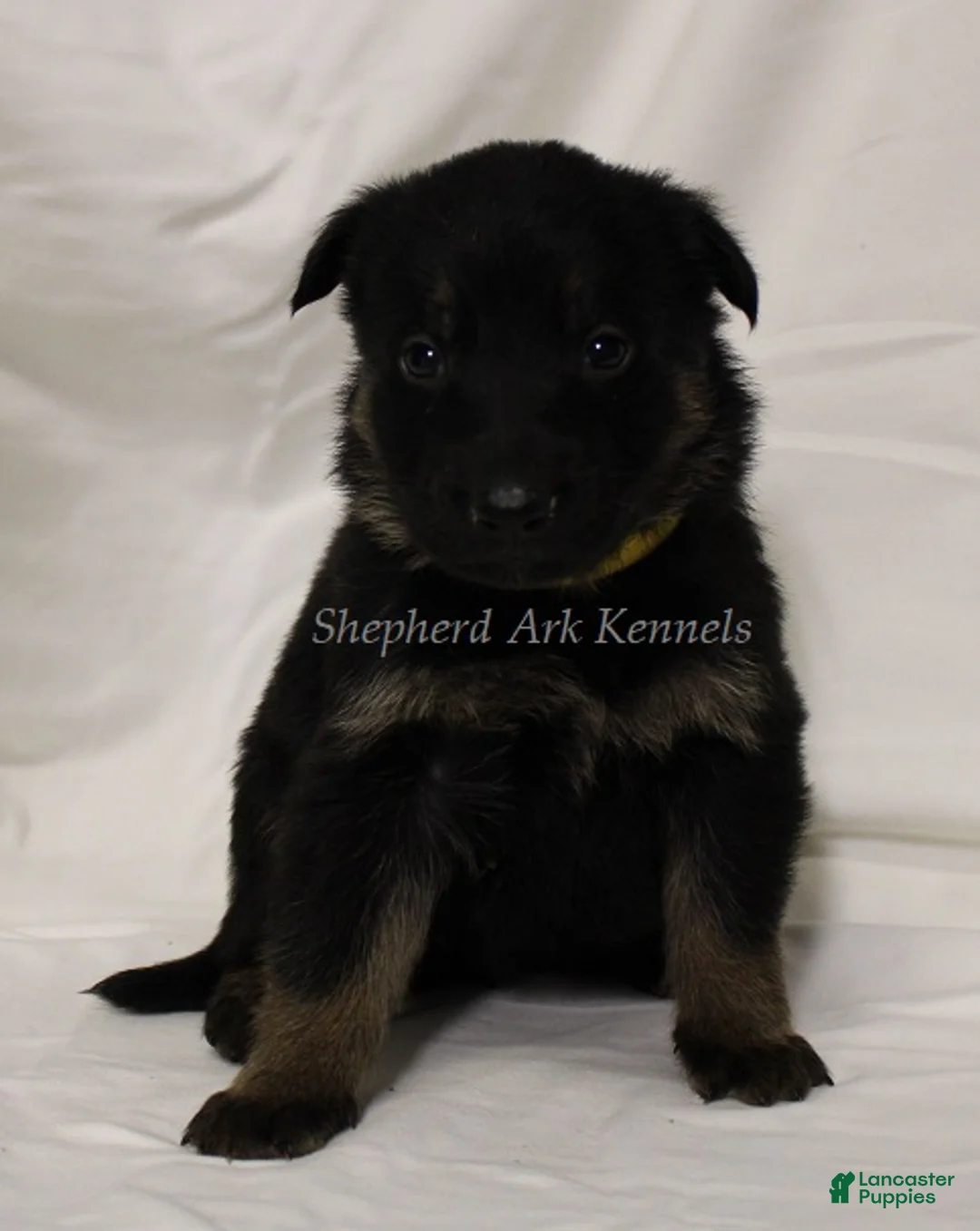 German Shepherd dogs for sale: German Shepherd Puppy 9 - Ad 1