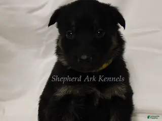 German Shepherd dogs German Shepherd Puppy 9 - Ad 41