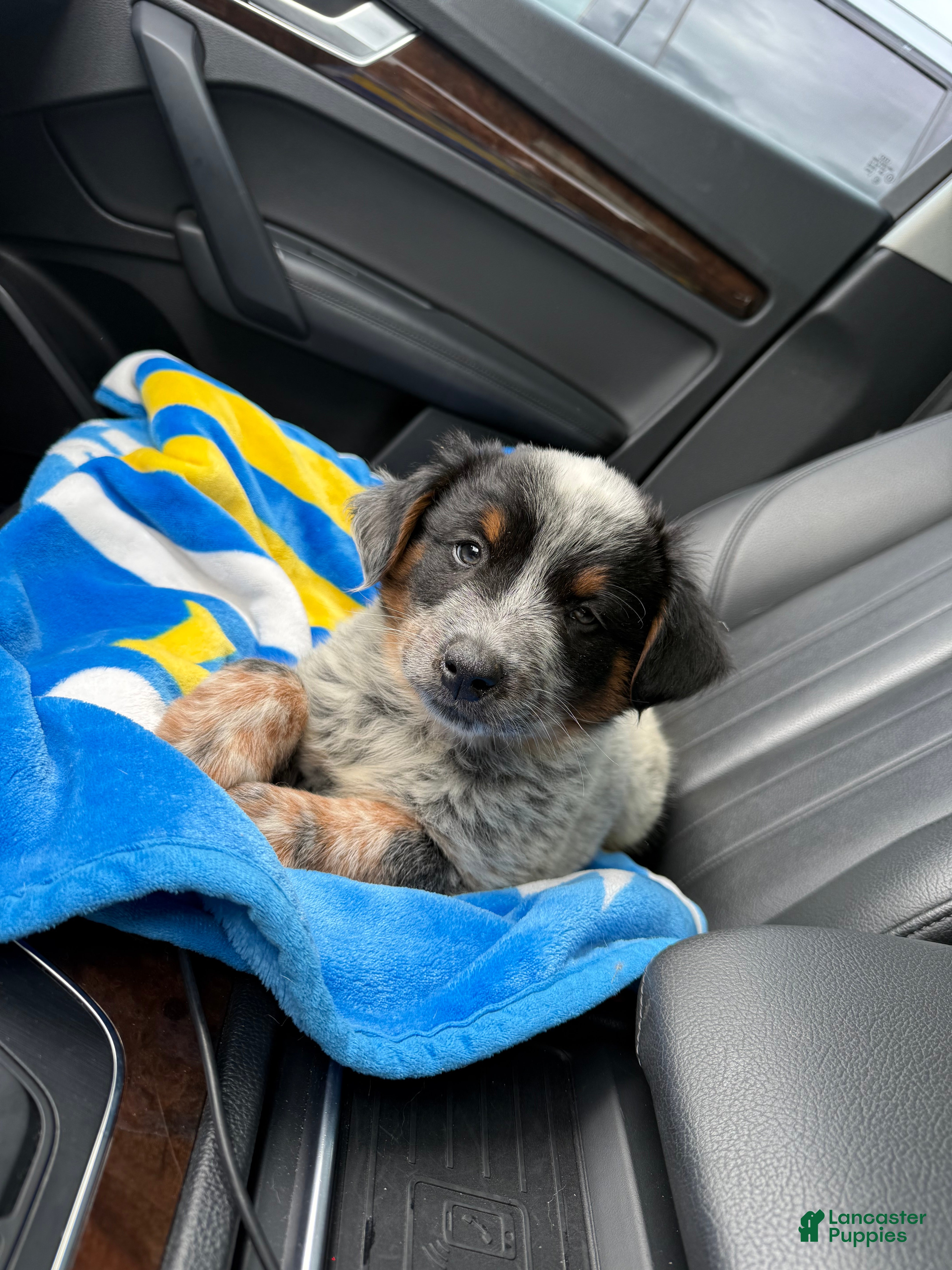 Australian Cattle Dog dogs Australian Cattle Dog Puppy 1 - Ad 42