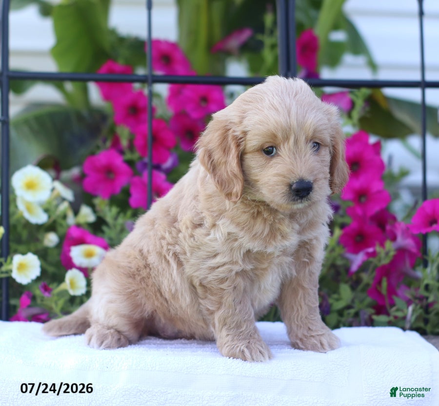 Mini Goldendoodle dogs Judy - Ad 2