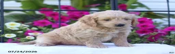 Mini Goldendoodle dogs for sale: Judy - Ad 2
