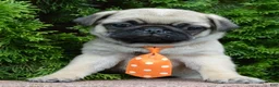 Pug dogs for sale: Porter - Ad 14