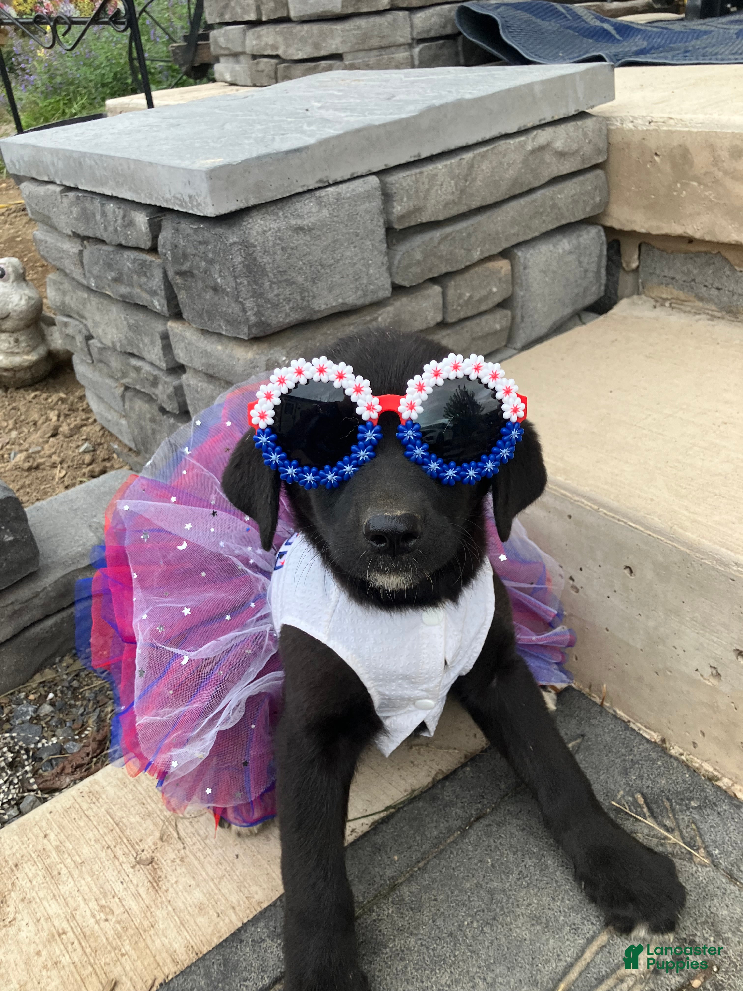 Mixed Breed dogs Navy  - Ad 42