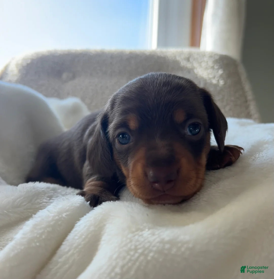 Miniature Dachshund dogs for sale: Oscar - Ad 10