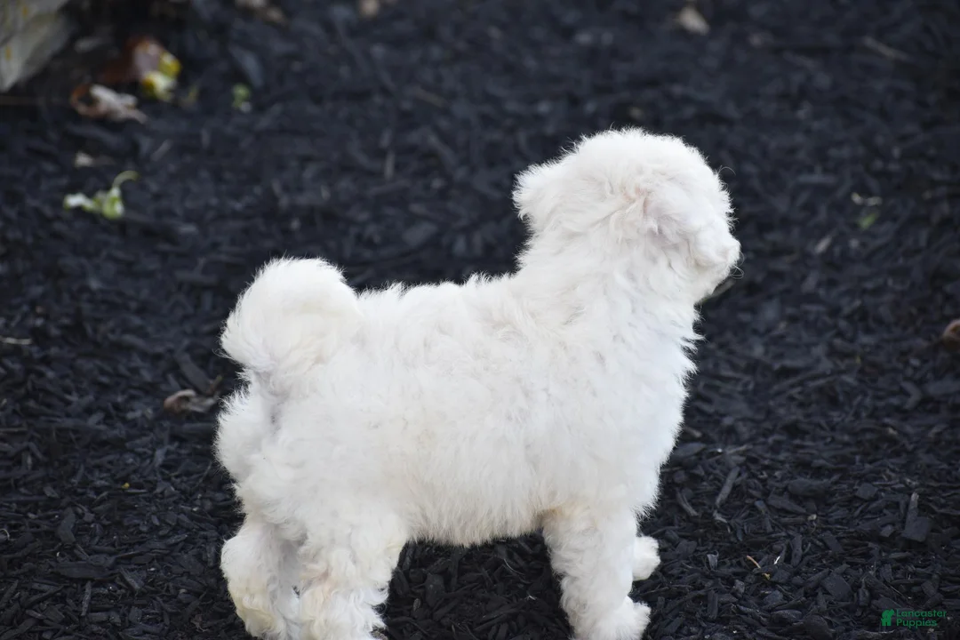 Bichpoo dogs for sale: Bunny - Ad 3