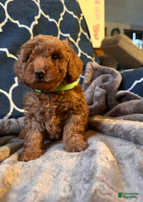 Mixed Breed dogs Hugo- AKC Genetically Tested Parents - Ad 8