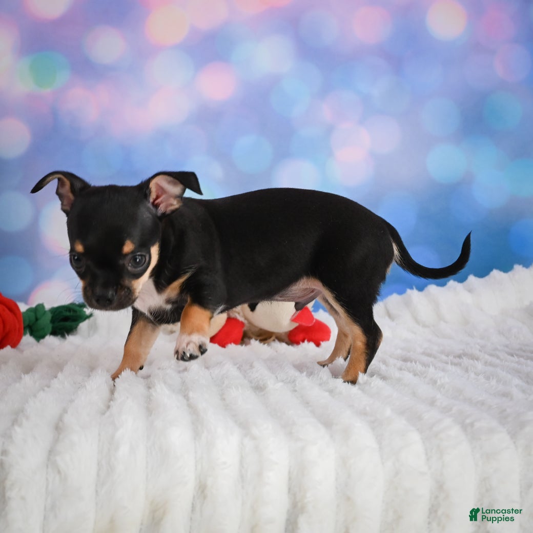Chihuahua dogs Charlie - Ad 2