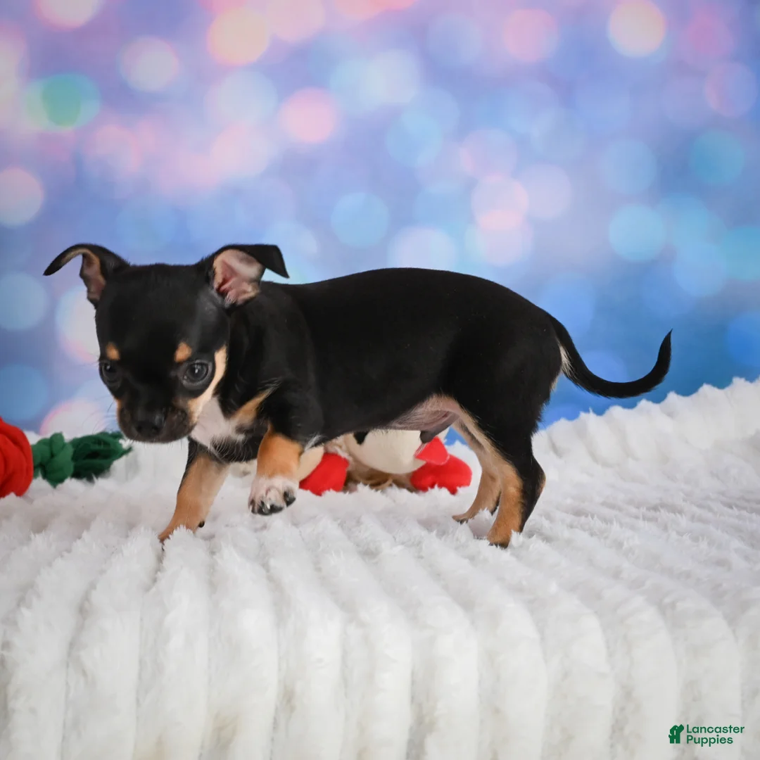 Chihuahua dogs for sale: Charlie - Ad 2