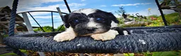Havapoo dogs for sale: Savvy - Ad 3