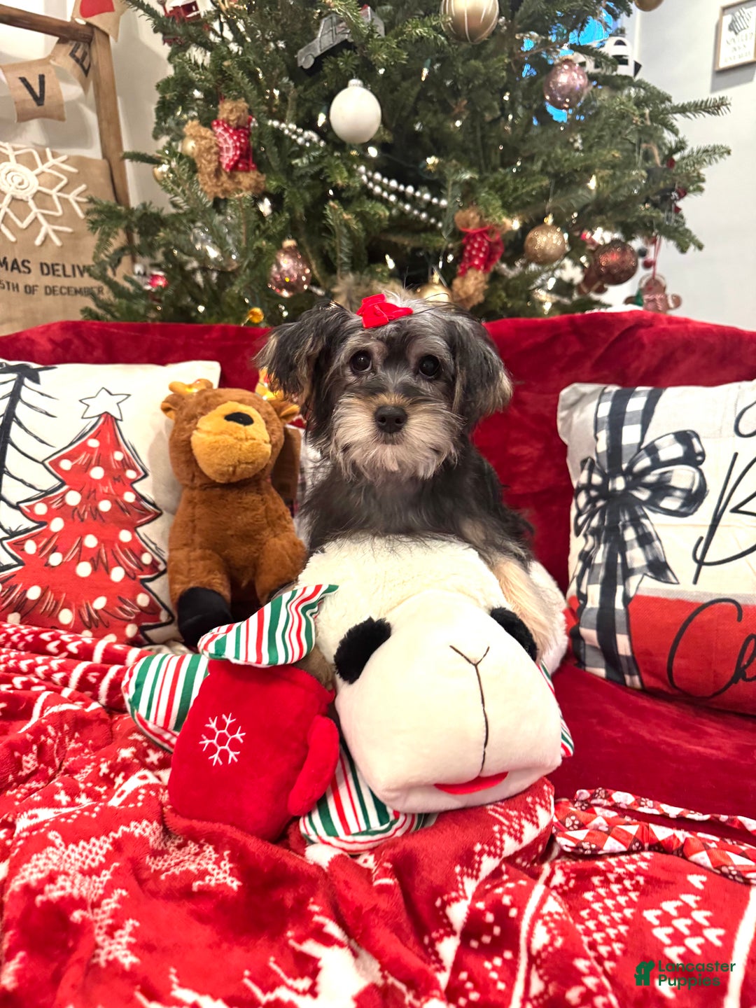 Yorkiepoo dogs for sale: Yorkiepoo Puppy 3 - Ad 3