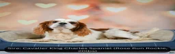 Cavapoo dogs for sale: Clifford - Ad 11