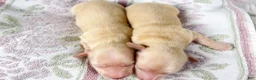 Miniature Dachshund dogs for sale: Wafer - Ad 6