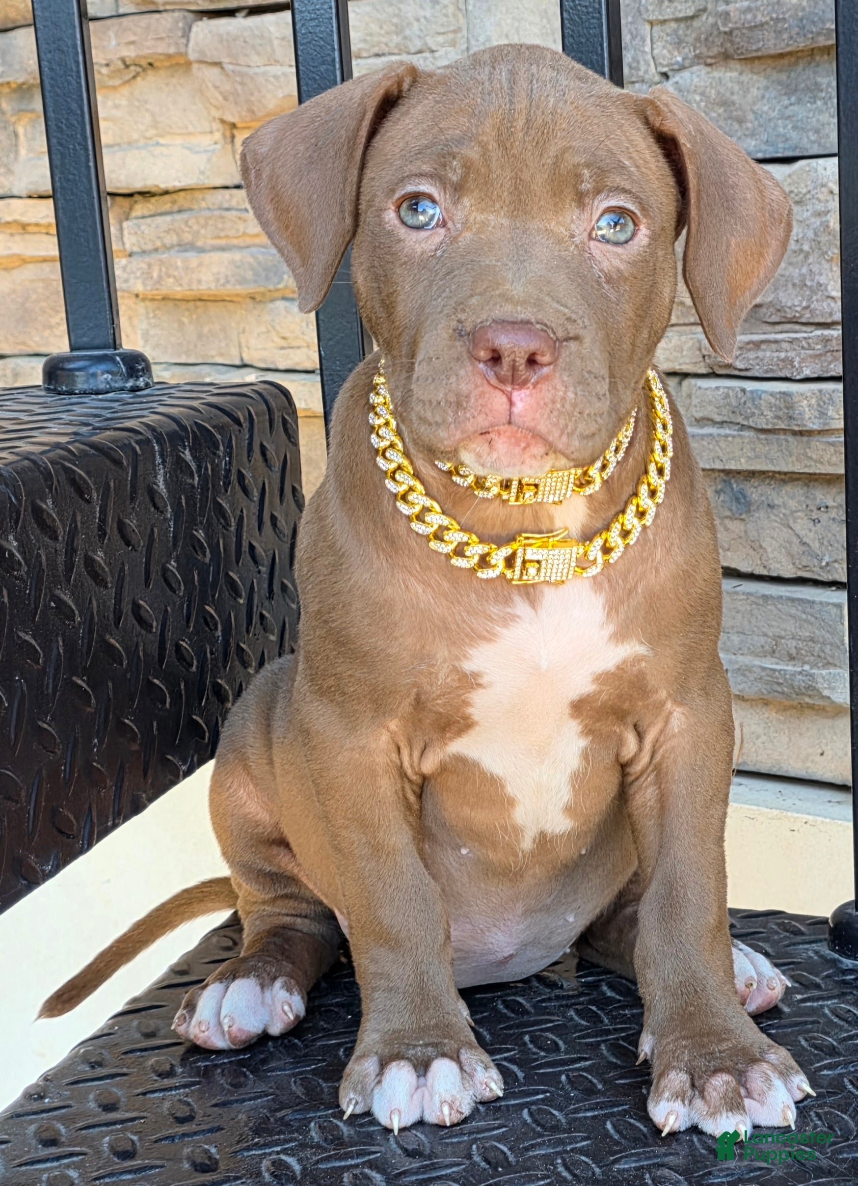 American Pit Pharaoh Hound Mixed With Pitbull American Bully