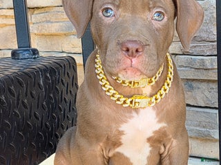 American Pit Bull Terrier dogs - Ad 27