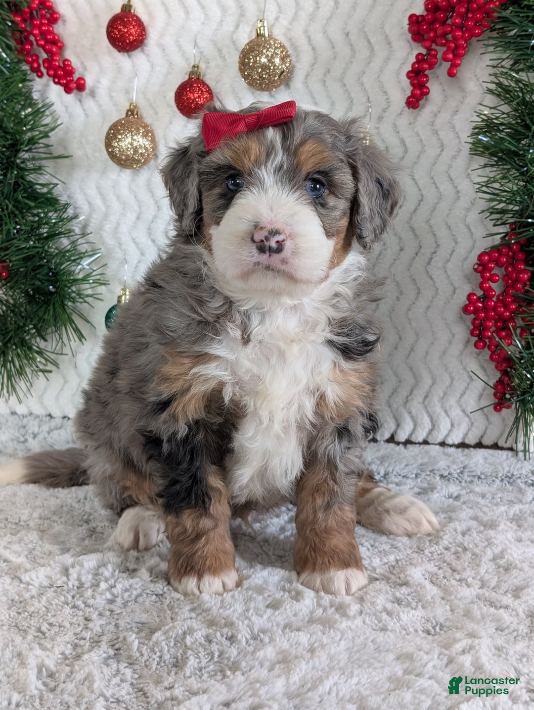 Mini Bernedoodle dogs for sale: Mini Niko  - Ad 5
