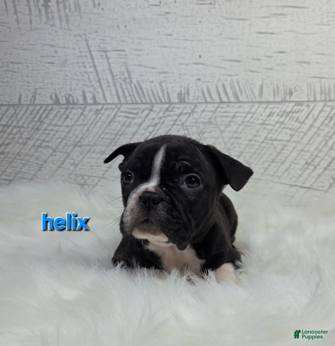 Frenchton dogs for sale: Helix - Ad 4
