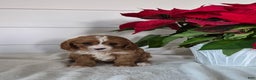 Cavapoo dogs for sale: Crystal  - Ad 2