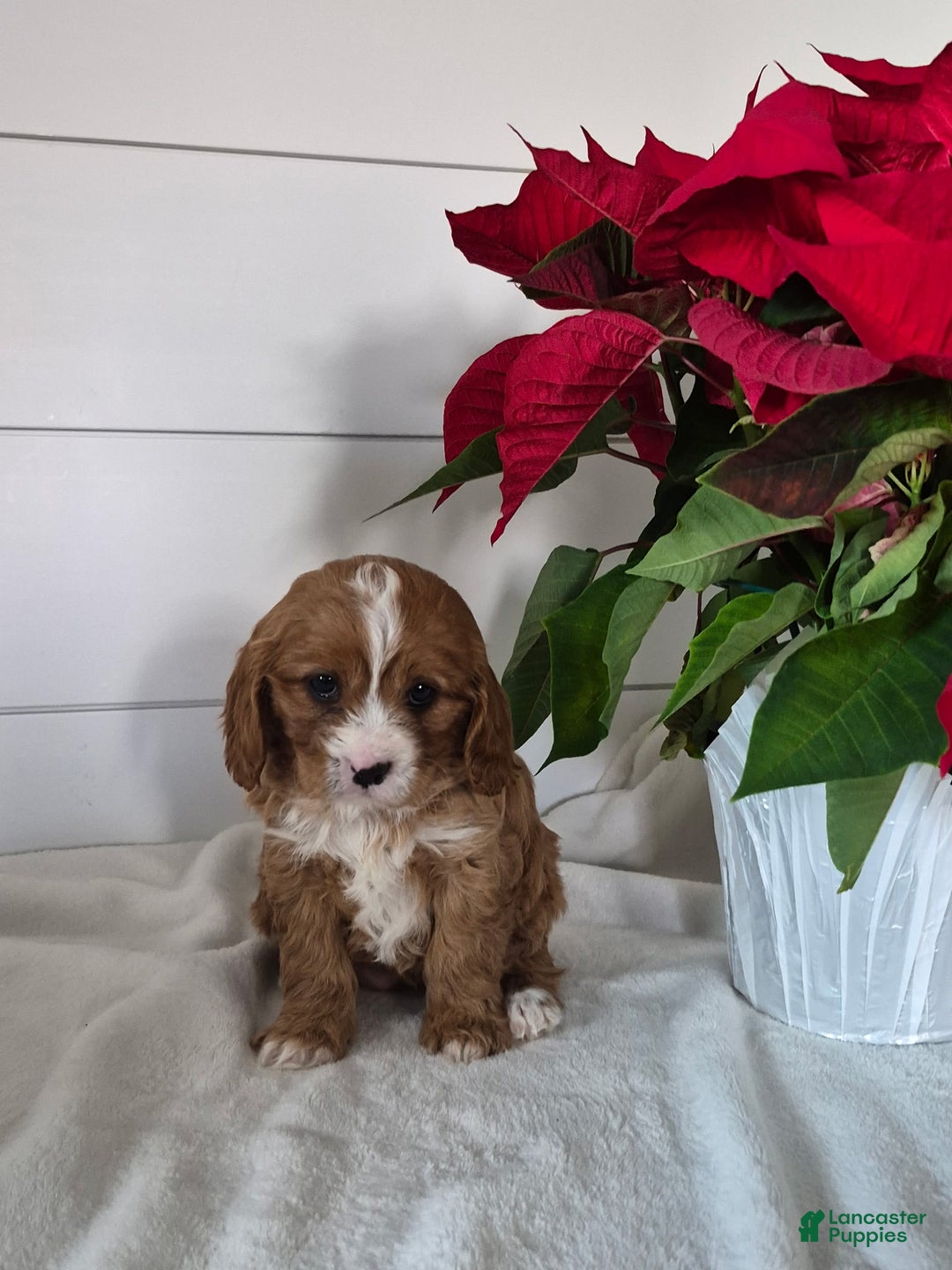 Cavapoo dogs for sale: Crystal  - Ad 2