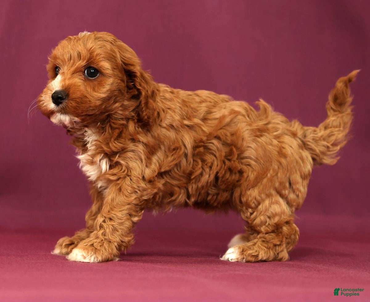 Cavapoo dogs Lacey - Ad 2