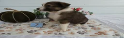 Mixed Breed dogs for sale: Mixed Breed 7 Bella - Ad 3