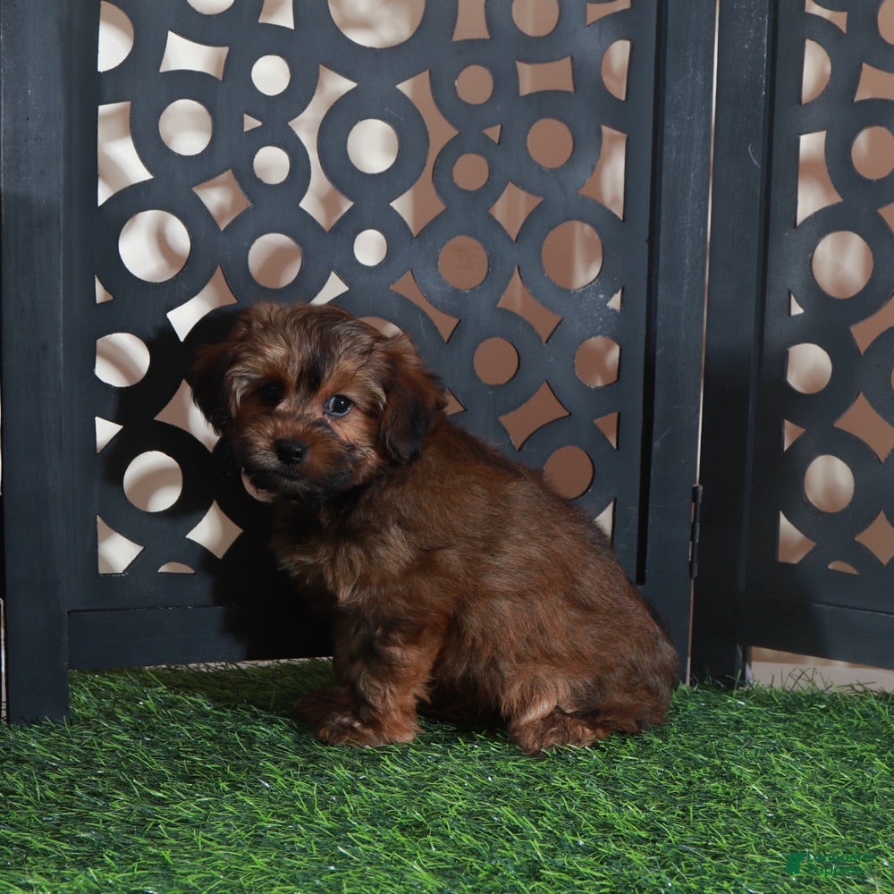 Yorkiepoo dogs Cupcake Sweet Chocolate Yorkiepoo Puppy - Ad 1