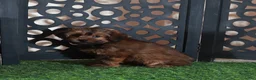 Yorkiepoo dogs for sale: Cupcake Sweet Chocolate Yorkiepoo Puppy - Ad 1
