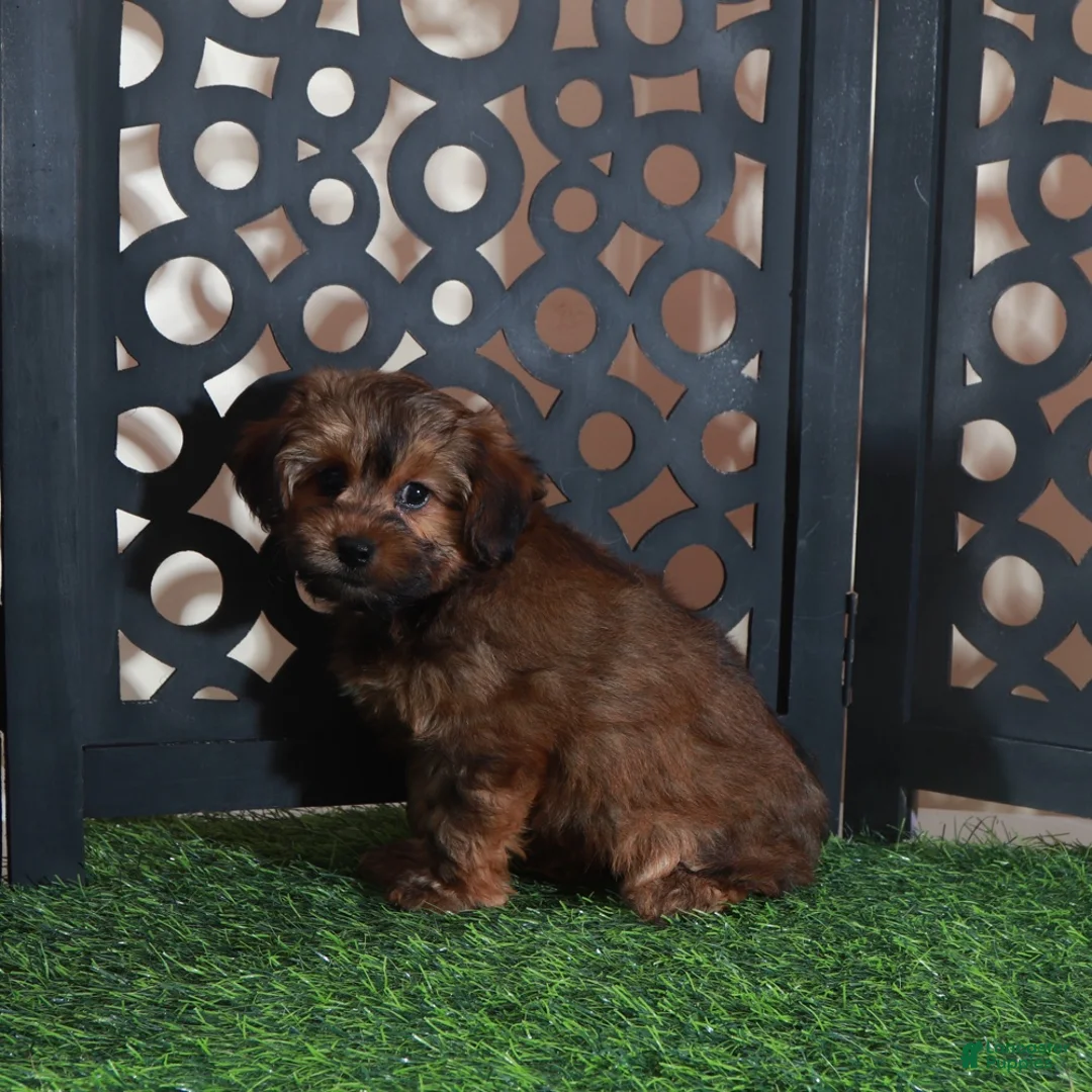 Yorkiepoo dogs for sale: Cupcake Sweet Chocolate Yorkiepoo Puppy - Ad 1