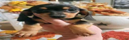 Miniature Dachshund dogs for sale: Lola - Ad 5