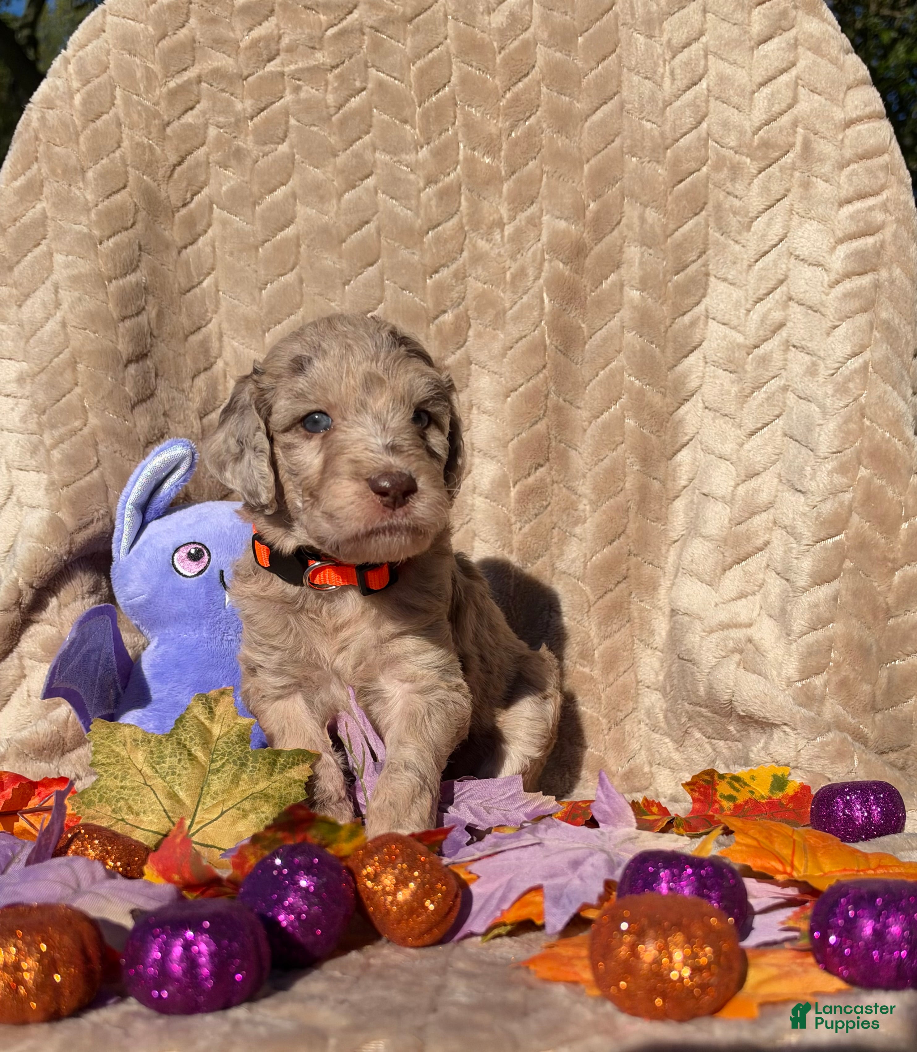 Labradoodle dogs for sale: Maple - Ad 2