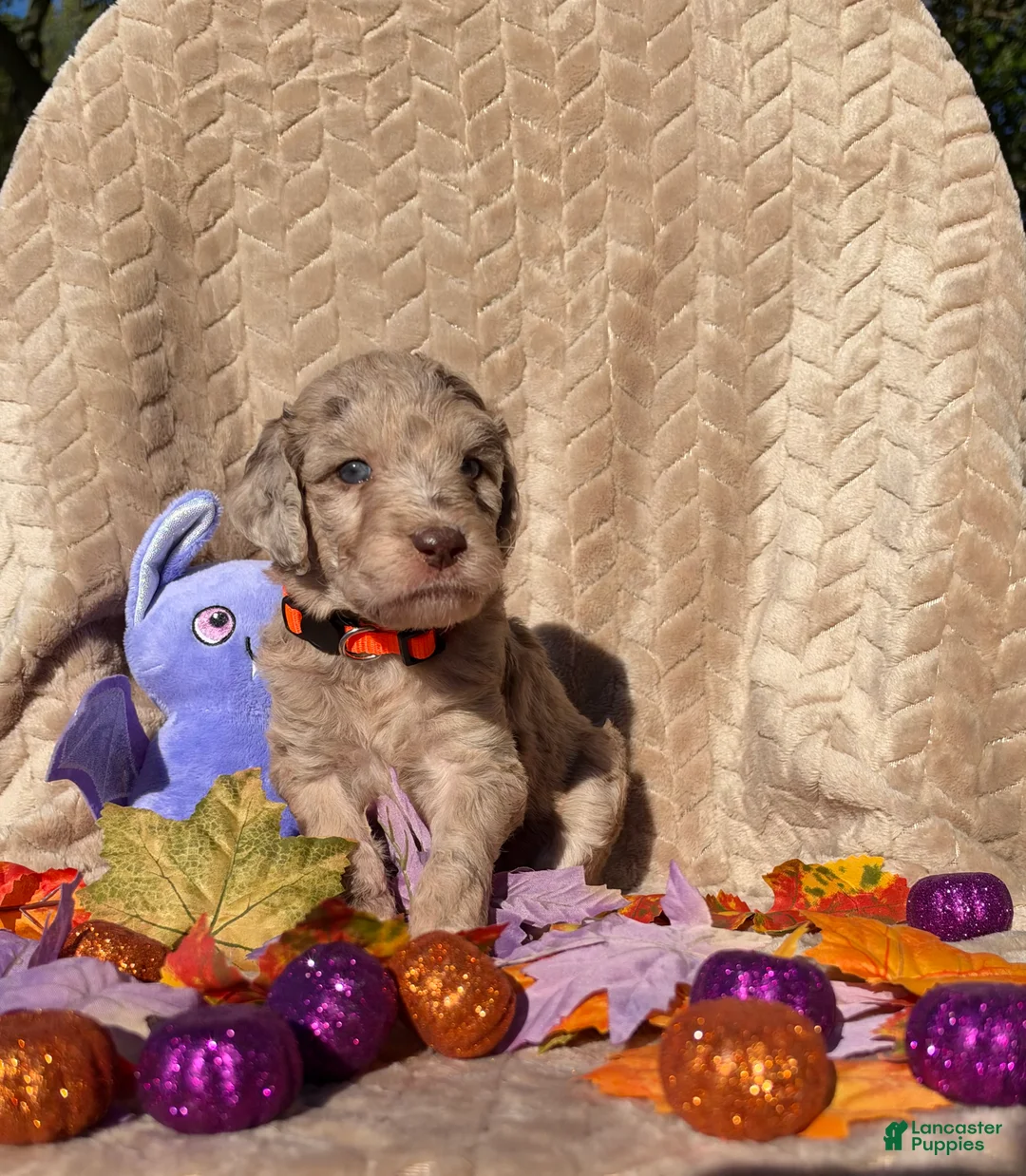 Labradoodle dogs for sale: Maple - Ad 1