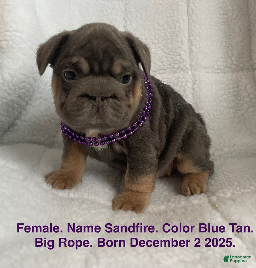 French Bulldog dogs Sandfire - Ad 1
