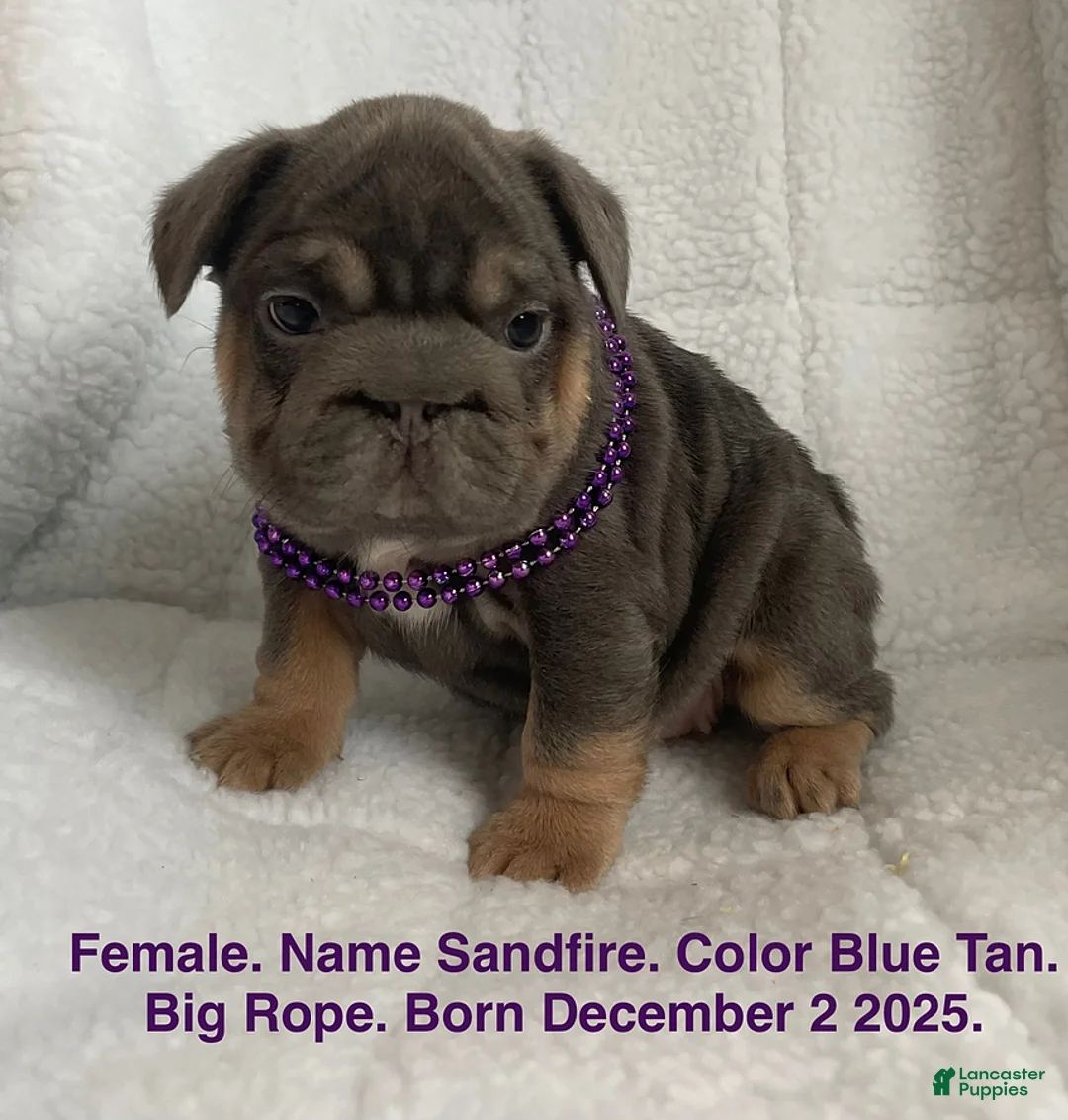 French Bulldog dogs for sale: Sandfire - Ad 1