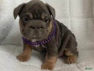 French Bulldog dogs for sale: Sandfire - Ad 2