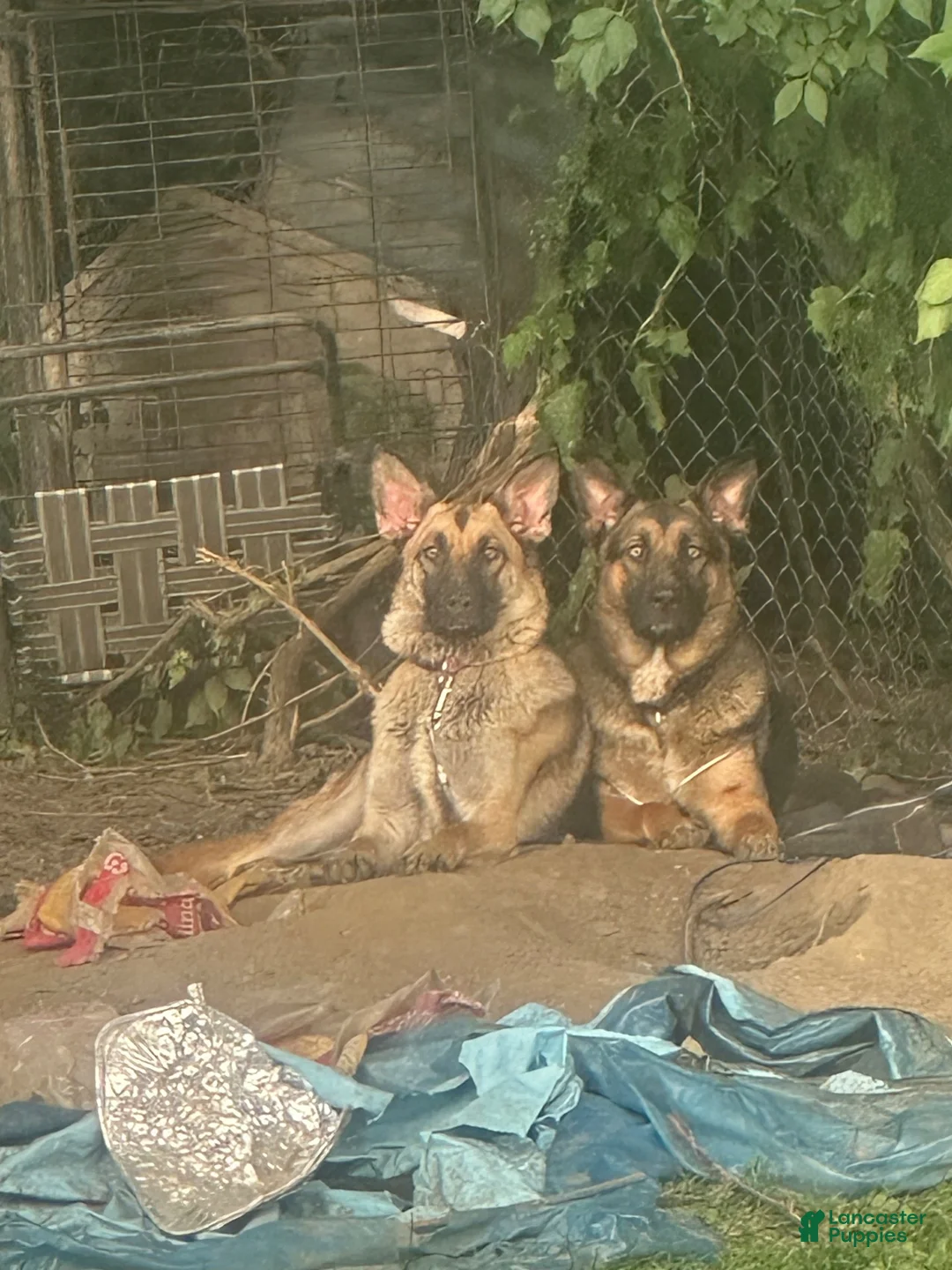 German Shepherd dogs for sale: German Shepherd 5 - Ad 2