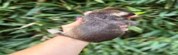 Miniature Schnauzer dogs for sale: Miniature Schnauzer 4 - Ad 2