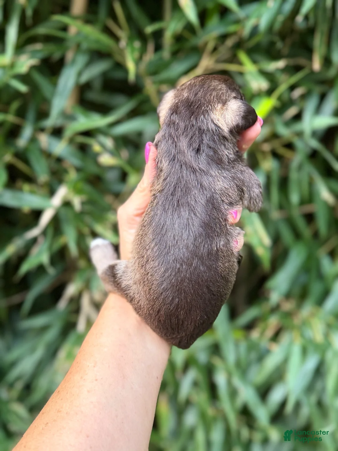 Miniature Schnauzer dogs for sale: Miniature Schnauzer 4 - Ad 2