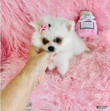 Pomeranian dogs Pomeranian 1 - Ad 11