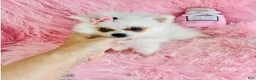 Pomeranian dogs for sale: Pomeranian 1 - Ad 1