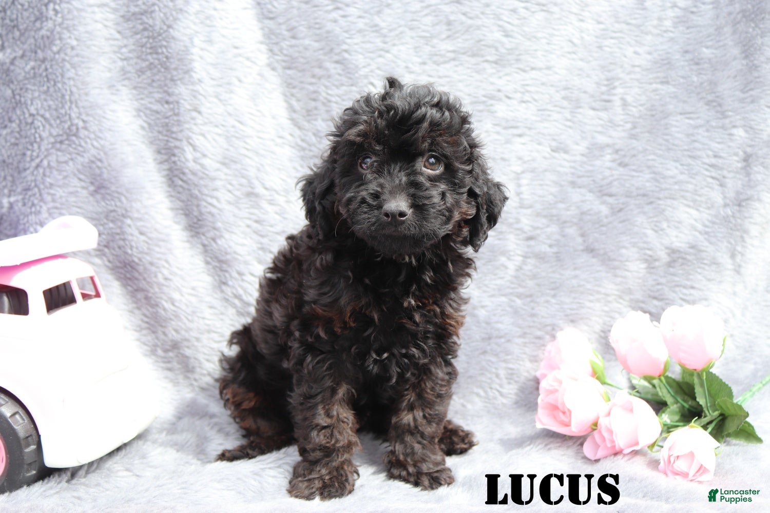 Mini Goldendoodle dogs for sale: Lucus - Ad 4