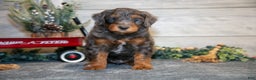 Mini Goldendoodle dogs for sale: Titan - Ad 2