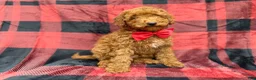 Miniature Poodle dogs for sale: Muffin - Ad 3
